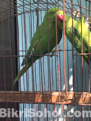 Indian ringneck pair